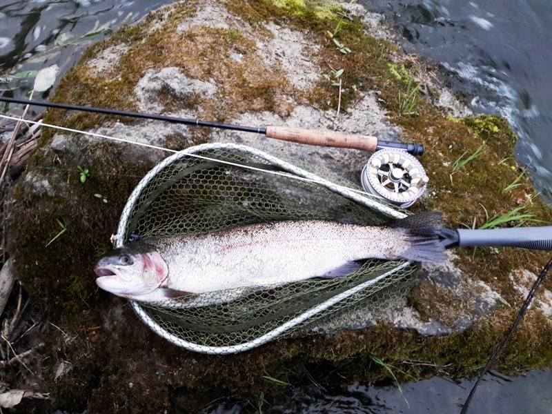 Doleschal Klaus Regenbogenforelle 57cm Gail