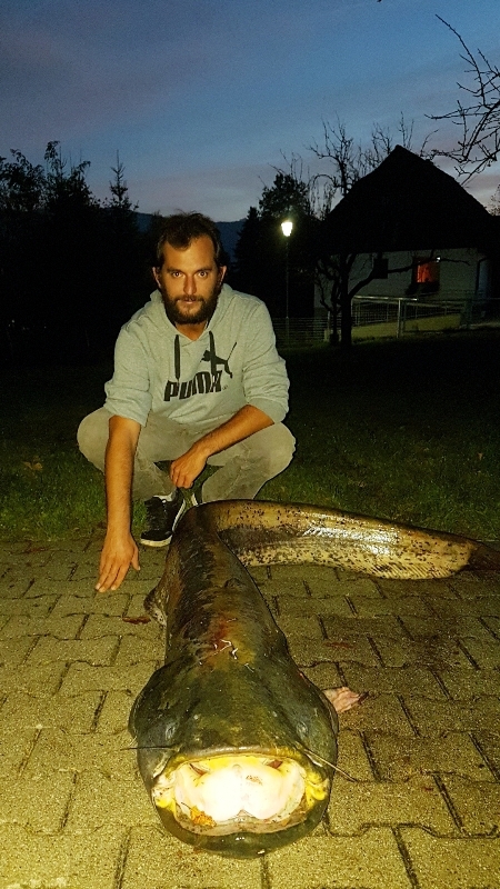 Wels 220 cm 75Kg Mathias Bissinger Vassachersee