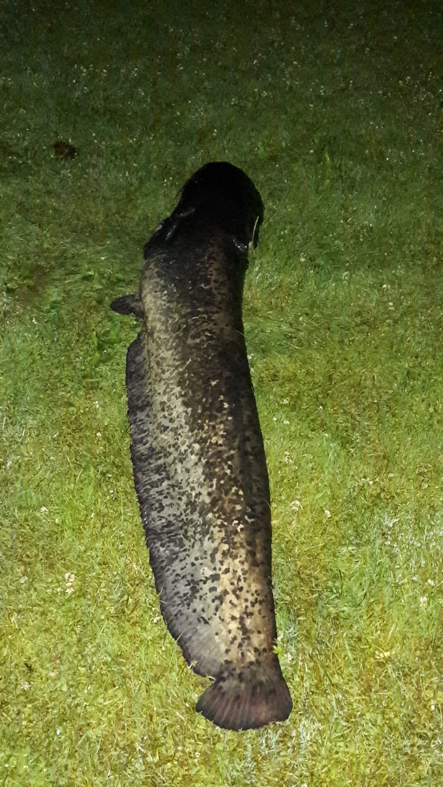 Wels165cm 35Kg Ossiachersee Blüml Christian zurückgesetzt