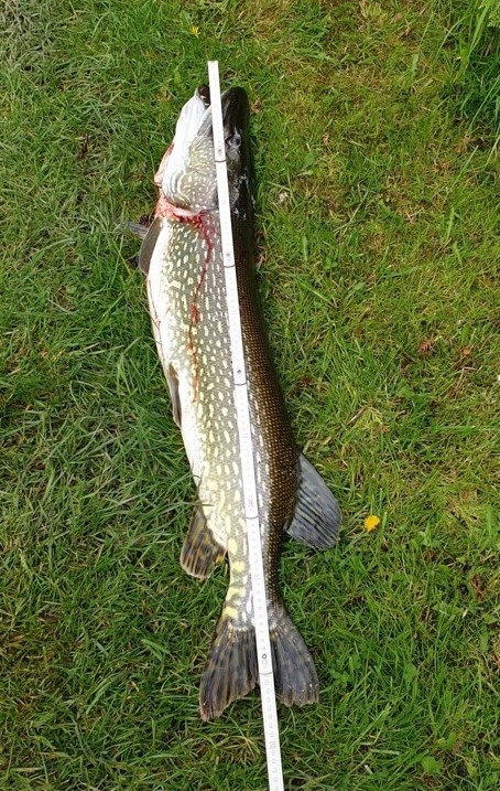 Hecht 107 cm Petersmann Richard Ossiachersee