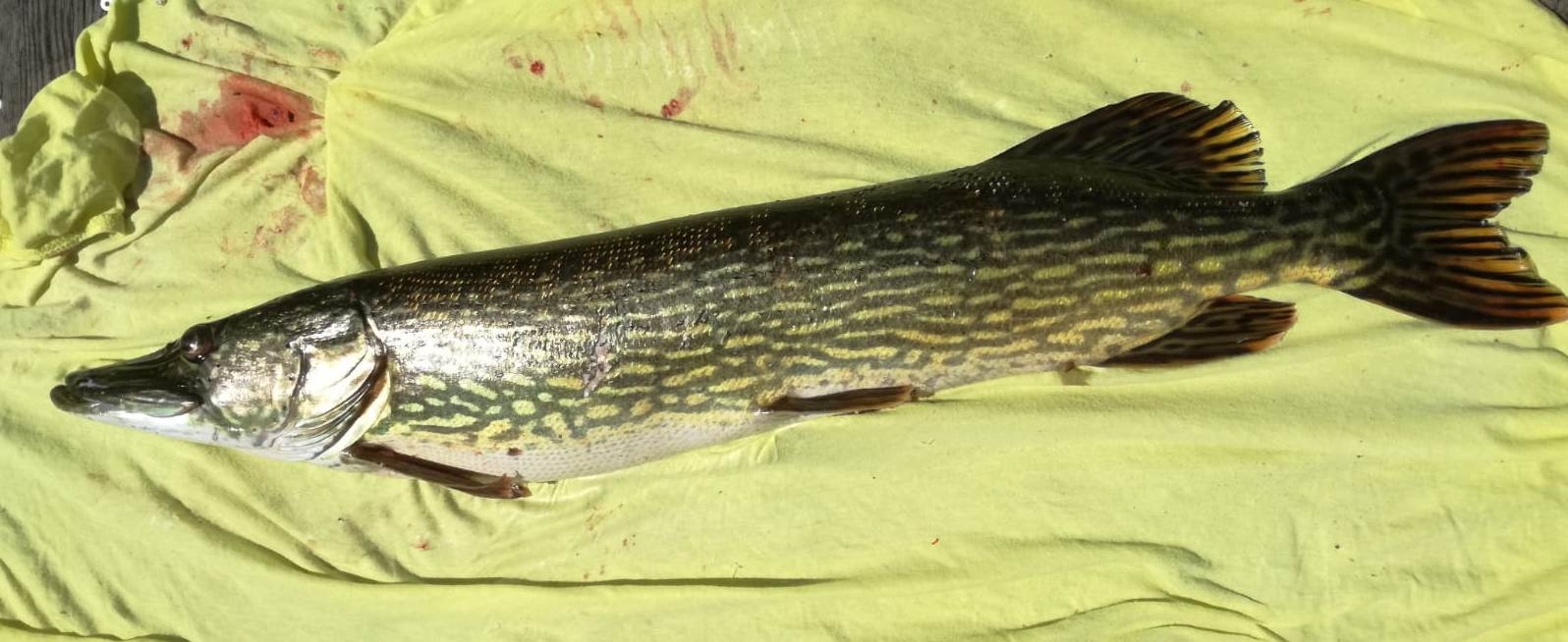 Hecht_Burger Helmut 98 cm Ossiachersee
