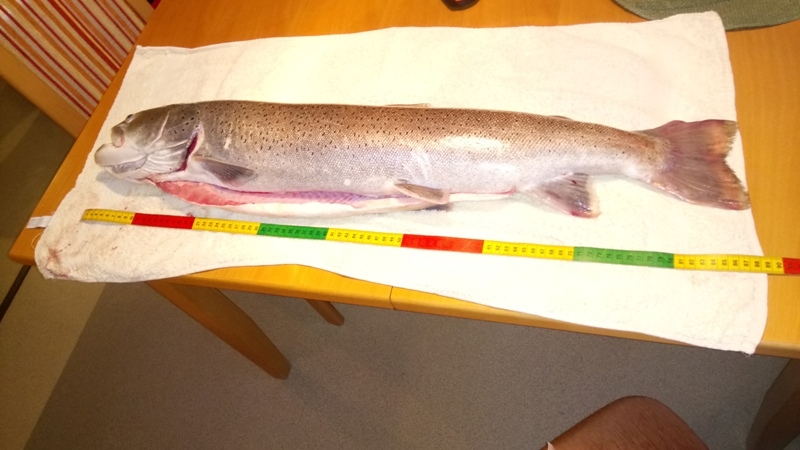Huchen 98 cm Hackl Arnold Drau