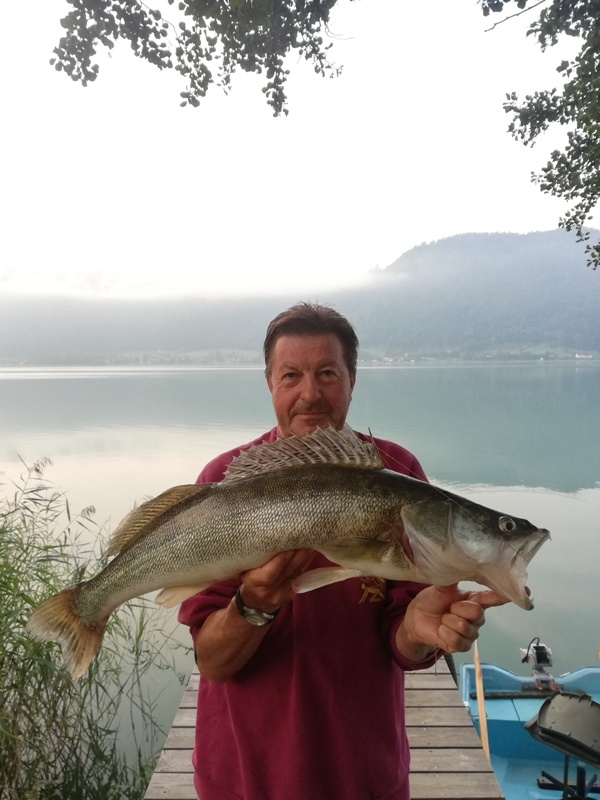 Zander 80 cm Wilhelm Bachler Ossiachersee