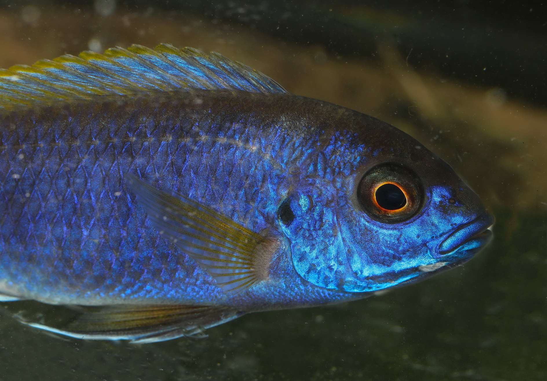 Blauer Gelbflossen-Maulbrueter (Pseudotropheus-sp)