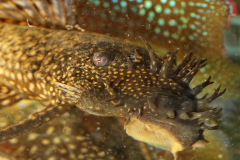 Antennenwels (Ancistrus)