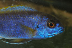 Blauer Gelbflossen-Maulbrueter (Pseudotropheus-sp)