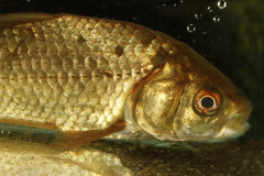 Giebel