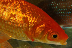 Goldfisch (Carassius auratus)