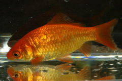 Goldfisch (Carassius auratus)