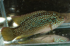 Juwelen-Buntbarsch (Hemichromis guttatus)