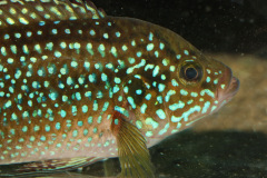 Juwelen-Buntbarsch (Hemichromis guttatus)