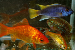Diverse Fische
