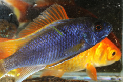 Diverse Fische