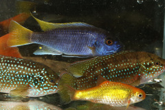 Diverse Fische