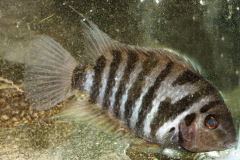 Zebrabuntbarsch (Amatitlania nigrofasciata)