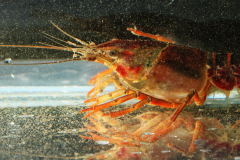 Roter Amerikanischer Sumpfkrebs (Procambarus clarkii)
